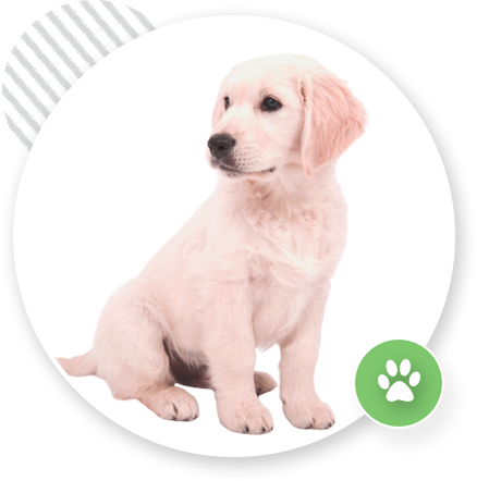 EazyDogTraining.com