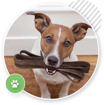 EazyDogTraining.com