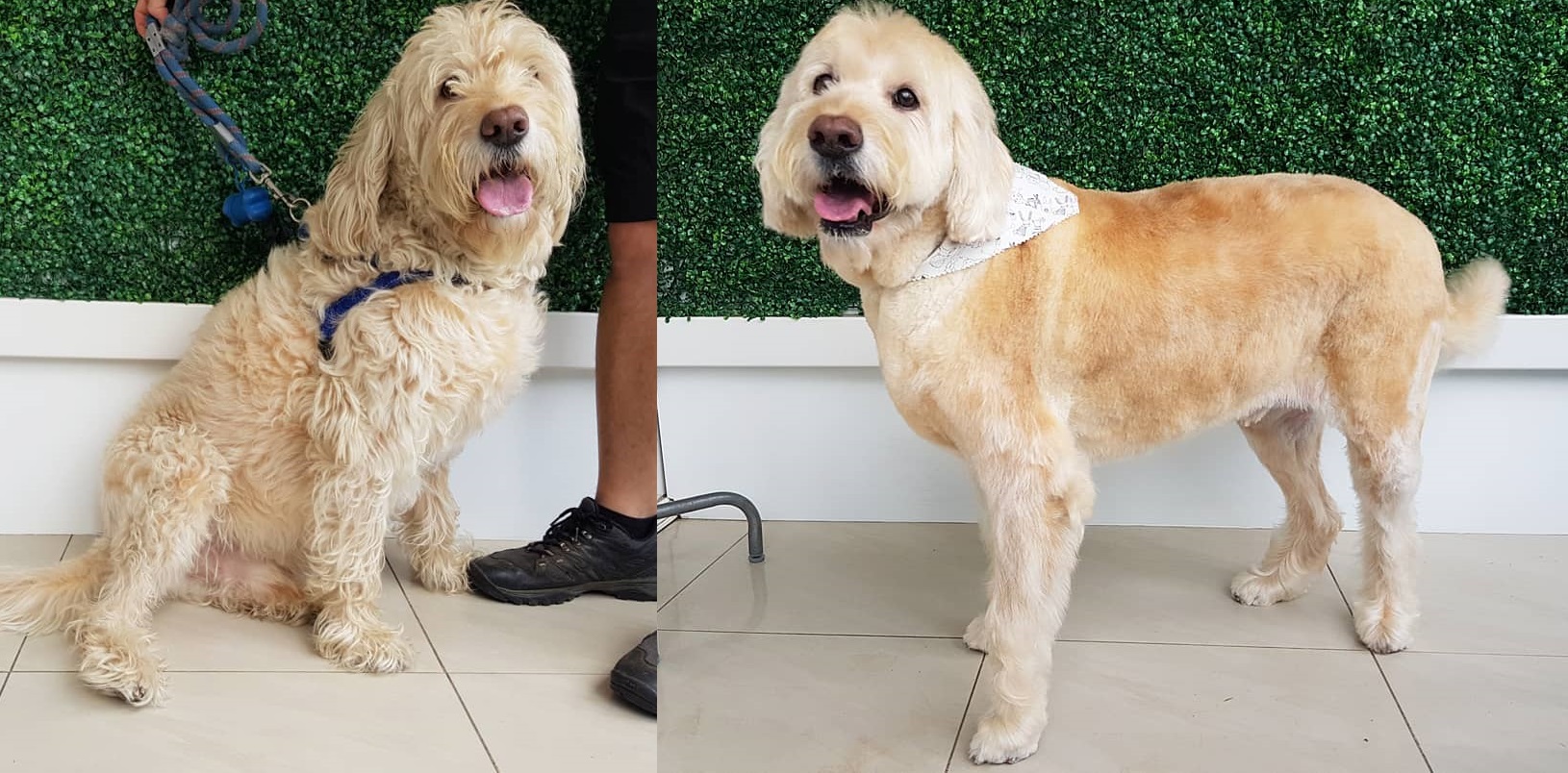BE MORE DOG Sydney Inner West Local Dog Daycare, Dog Training, Dog Grooming, Dog Wash & Tidy