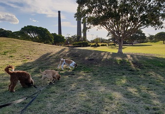 Dog Daycare