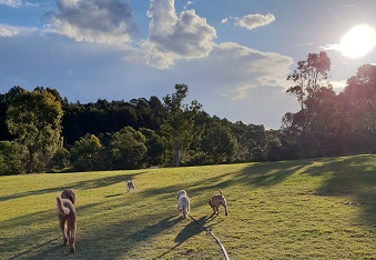 Dog Daycare